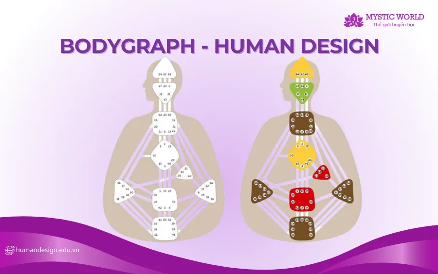 Tổng hợp: Những điều bạn cần biết về biểu đồ cá nhân Bodygraph